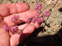 Chorizanthe staticoides