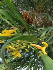 Astianthus viminalis