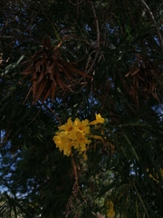 Astianthus viminalis