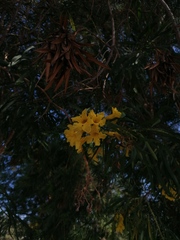 Astianthus viminalis