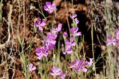 Clarkia biloba brandegeeae
