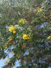 Astianthus viminalis