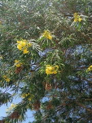 Astianthus viminalis