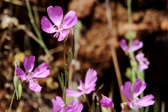Clarkia biloba brandegeeae