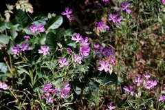 Clarkia biloba brandegeeae