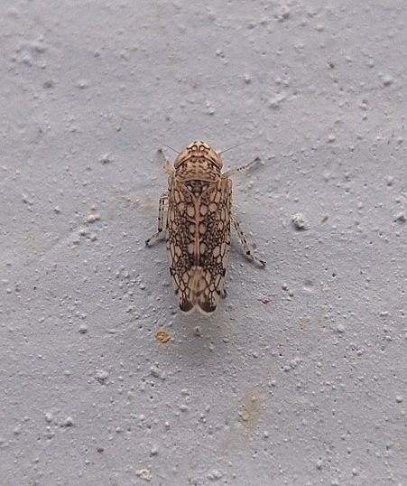 Orosius albicinctus