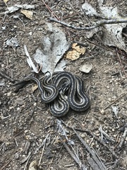 Galvarinus chilensis