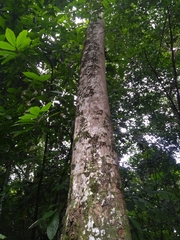 Hevea brasiliensis