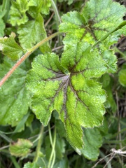 Heuchera pilosissima