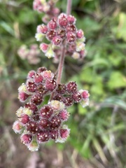 Heuchera pilosissima