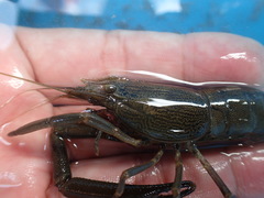 Macrobrachium japonicum