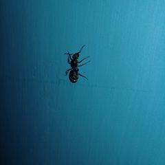 Camponotus rufoglaucus