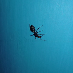Camponotus rufoglaucus