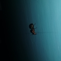 Camponotus rufoglaucus