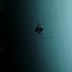 Camponotus rufoglaucus