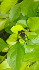 Aclytia