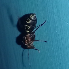 Camponotus rufoglaucus