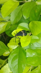 Aclytia