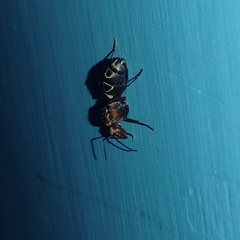 Camponotus rufoglaucus