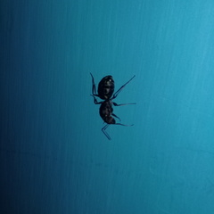 Camponotus rufoglaucus