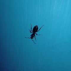 Camponotus rufoglaucus