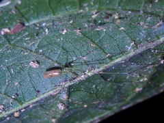 Pholcidae