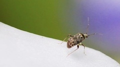 Charagochilus longicornis