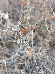 Caragana spinosa