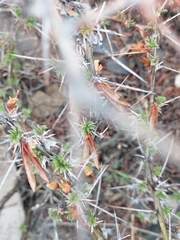 Caragana spinosa