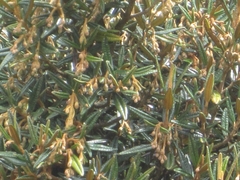 Miconia salicifolia