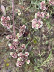 Heuchera pilosissima