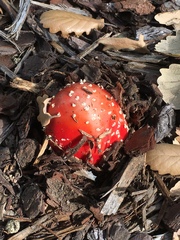 Amanita muscaria