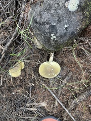 Tricholoma viridiolivaceum
