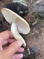 Tricholoma viridiolivaceum