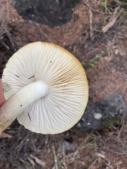 Tricholoma viridiolivaceum