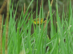 Geothlypis auricularis