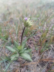 Primula farinosa