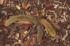 Acanthocereus oaxacensis