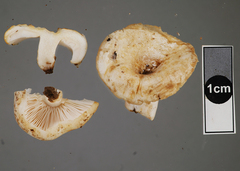 Russula allochroa