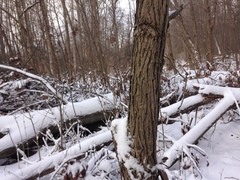 Populus heterophylla