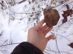 Populus heterophylla