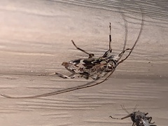 Graphisurus fasciatus