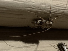 Graphisurus fasciatus