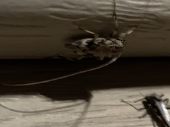 Graphisurus fasciatus