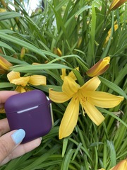 Hemerocallis dumortieri