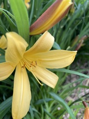Hemerocallis dumortieri