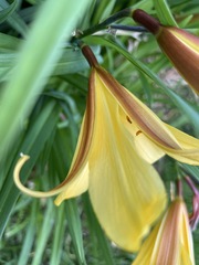 Hemerocallis dumortieri