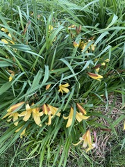Hemerocallis dumortieri
