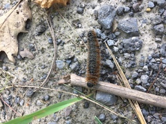Acronicta hastulifera