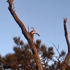 Anhinga novaehollandiae